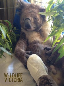 Koala in rehab 223135