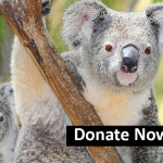 Save The Koalas Tour