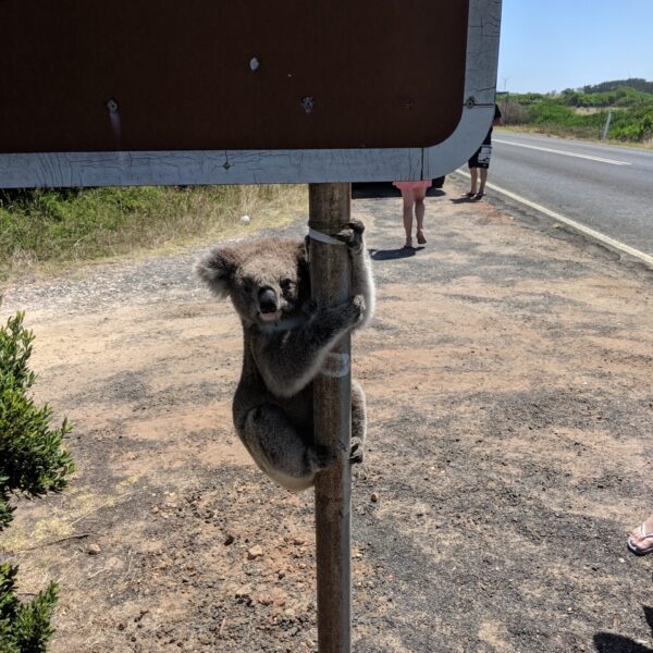 Koala on Sign