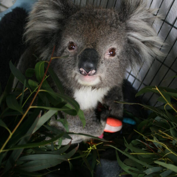 Koala at Rehab Centre