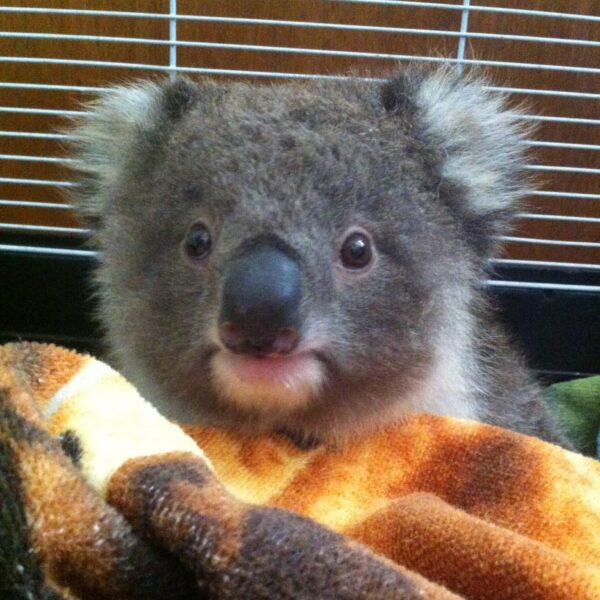 Koala at Rehab Centre