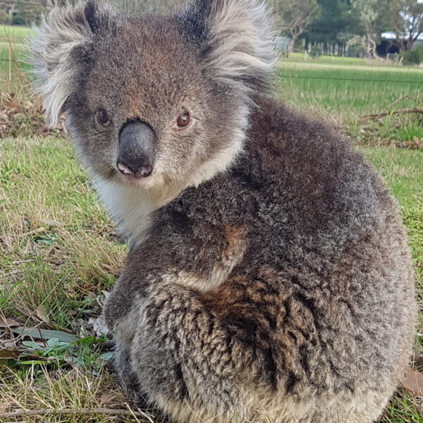 Koala at Rehab Centre