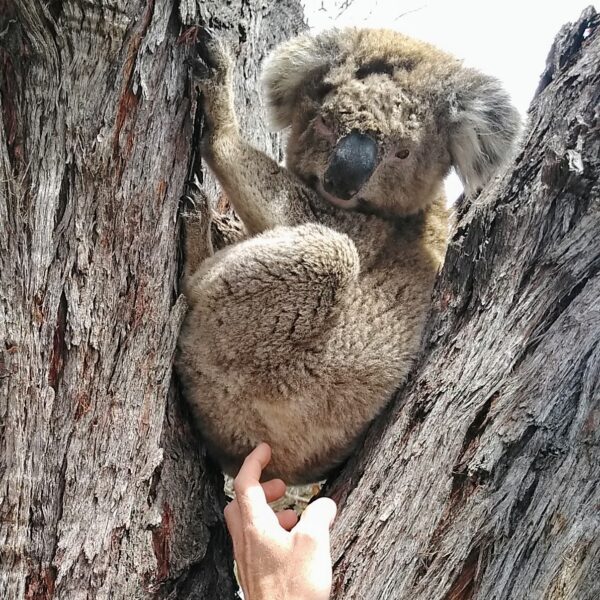 Koala at Rehab Centre