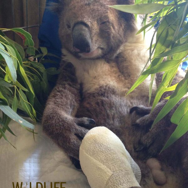 Koala at Rehab Centre