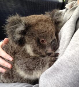 Koala at Rehab Centre