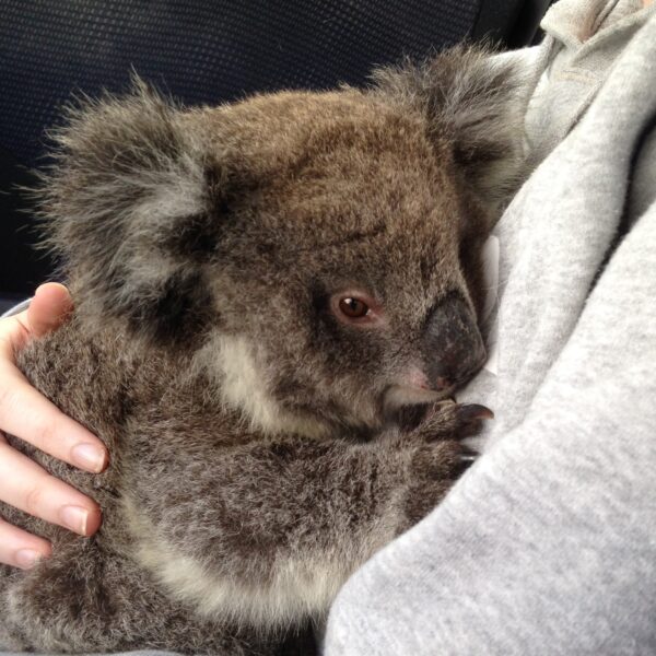 Koala at Rehab Centre