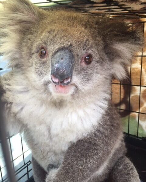 Koala at Rehab Centre