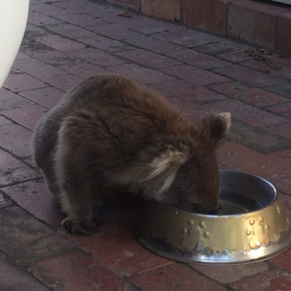 Koala at Rehab Centre