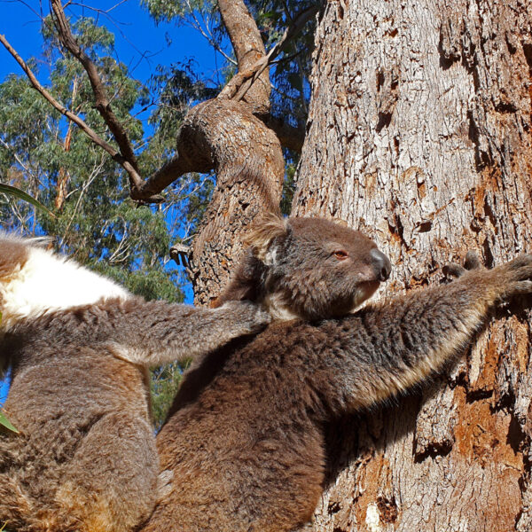 Mother and Baby Koalas at Rehab Centre