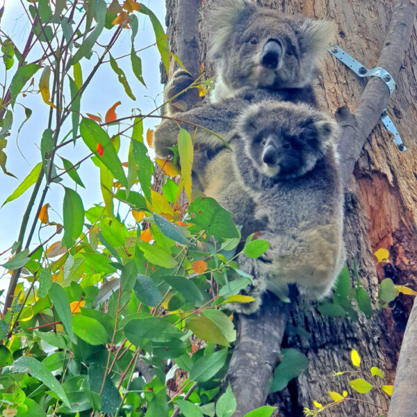 Mother and Baby Koalas at Rehab Centre