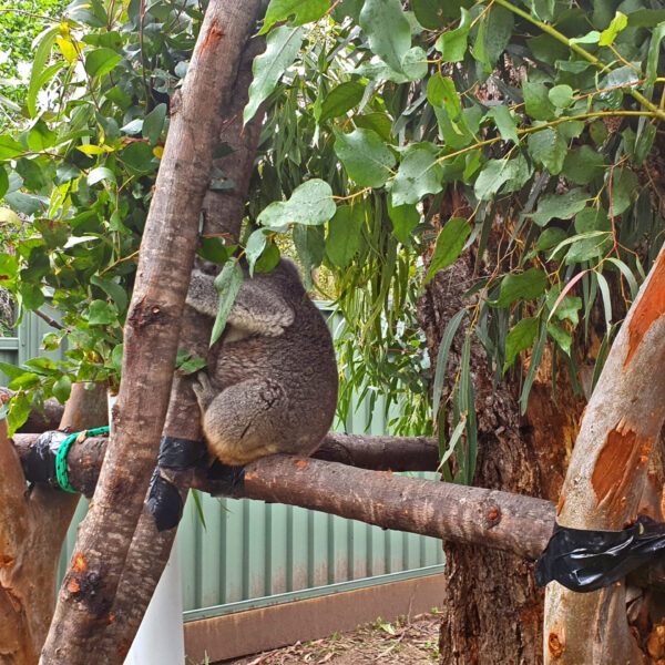 Koala at Rehab Centre