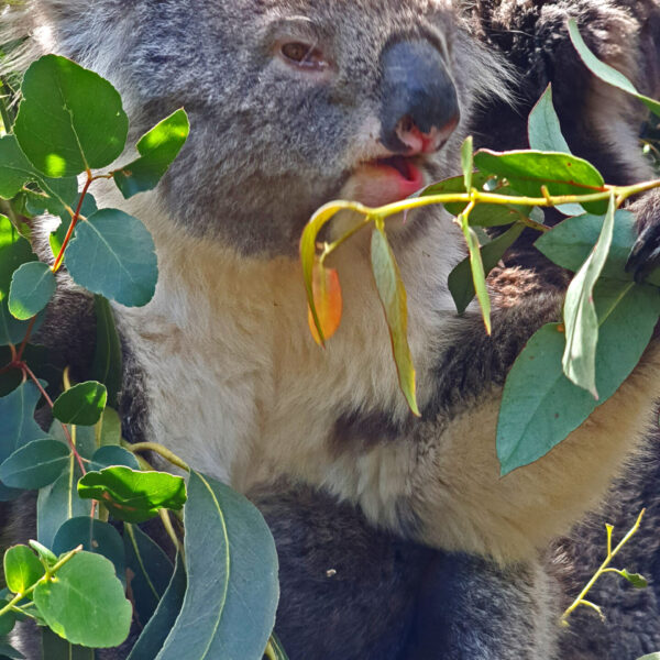 Koala at Rehab Centre