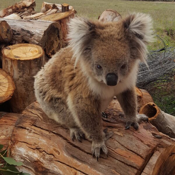 Koala at Rehab Centre